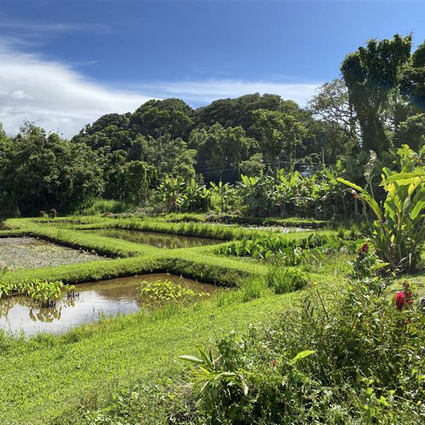 Loi Kalo