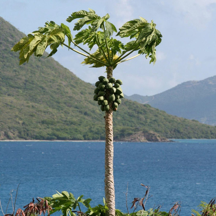 papaya tree